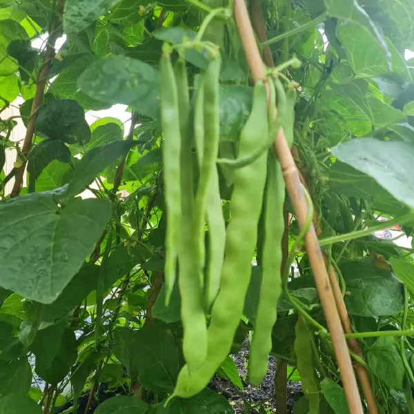 这袋【东东买菜】的农家高山扁豆有亿点绝!