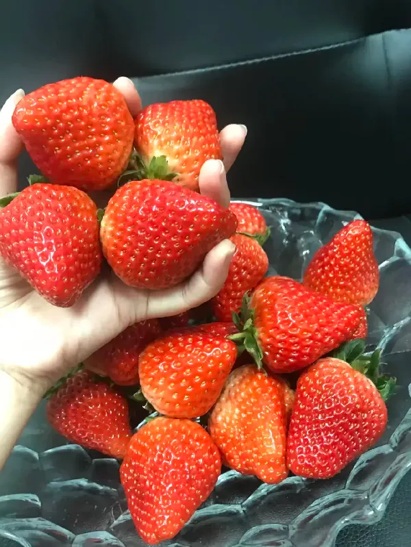 🍓秋冬限定的甜蜜!三萌果蔬红颜草莓绝绝子!