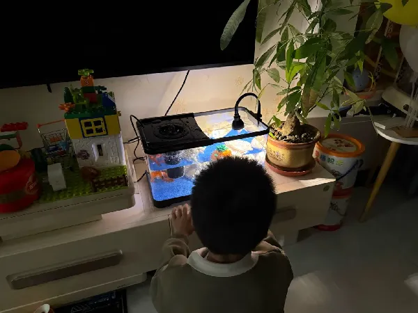 养鱼小白闭眼入！这款鱼缸绝了