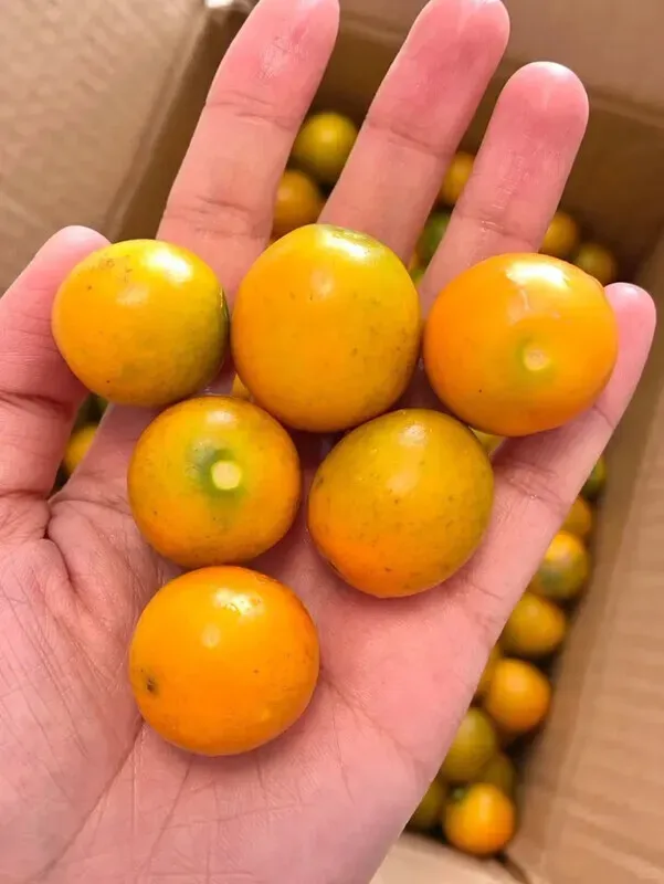 🍊🌿「冬日限定狂欢plog」甜脆系多巴胺暴击!
