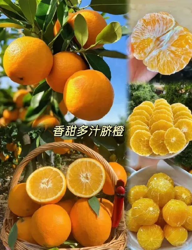 水果控必入!这赣南脐橙太绝了!
