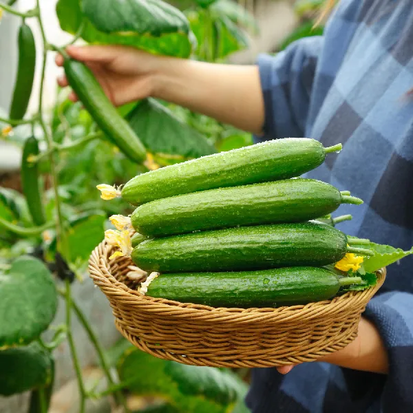 一口清甜!解锁寿光农家小黄瓜的奇妙滋味🥒