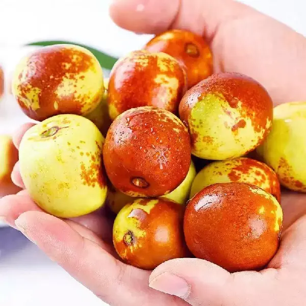 🥝秋冬限定的脆甜宝藏!正宗沾化冬枣,高级感美味拿捏!
