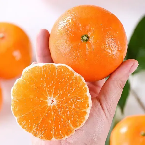 应季鲜果 | 广西武鸣沃柑,甜蜜“橙”风破浪来袭🍊
