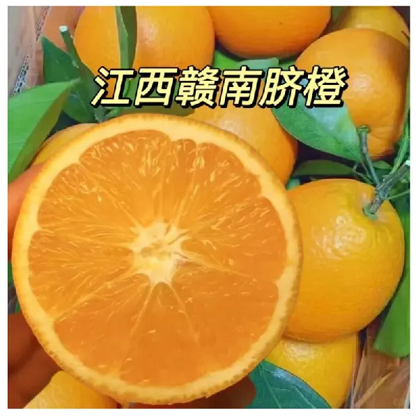 水果控救星！爆甜多汁的赣南脐橙来啦