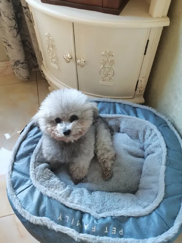 华元宠具狗窝测评!不同狗狗怎么选
