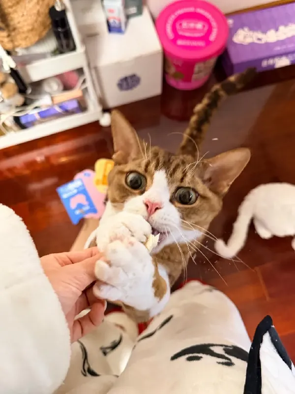 无限回购的猫咪零食!纯鸡胸肉 + 鳕鱼干太香了