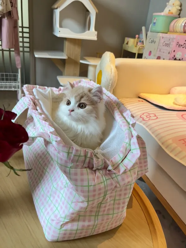 家里毛孩子出行难题解决啦!ZEZE猫包我能用到停产!