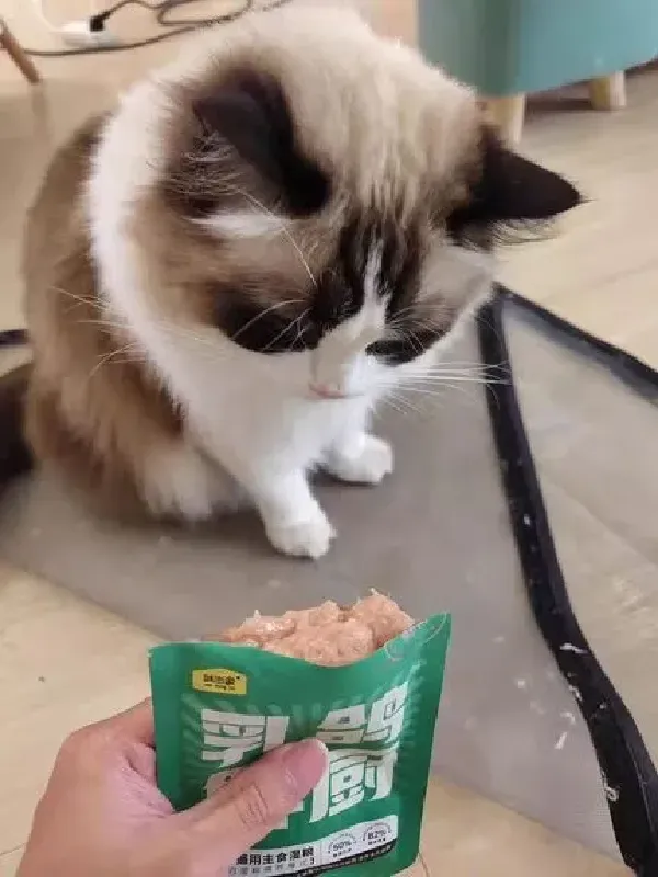 持证上岗成功!毛孩子疯狂爱上的猫零食!