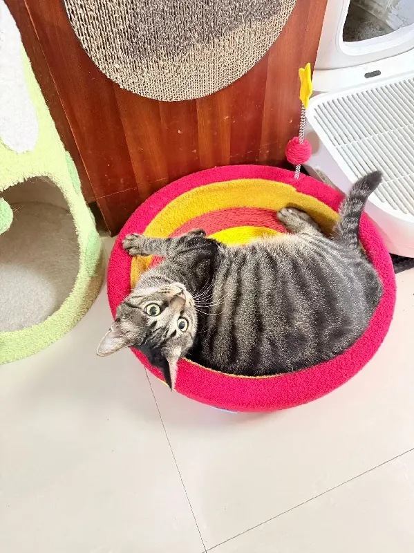 铲屎官还在为猫咪乱抓家具烦恼?