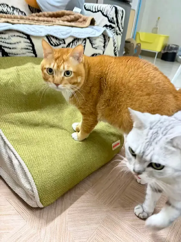 毛孩子的专属“小电梯”!简直绝了😻