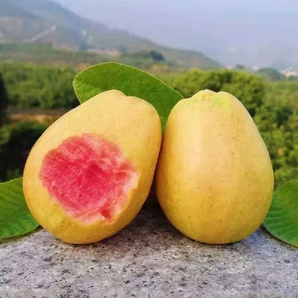 水果脑袋狂喜！这软心芭乐简直“开挂”✨