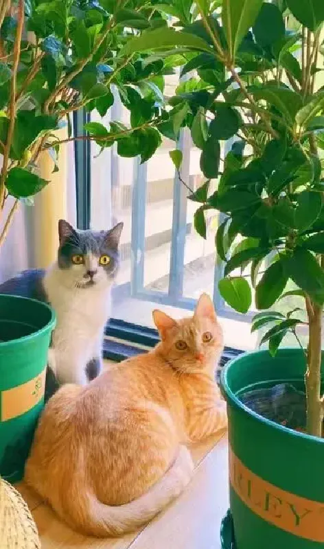 花友推荐的！！这蓝桂圆桂花也太太太好养了吧