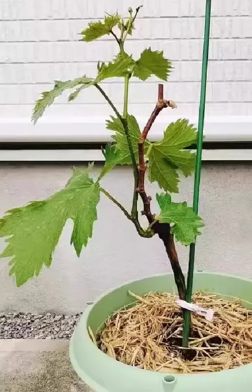 种葡萄不迷茫！这葡萄苗闭眼入不踩雷！