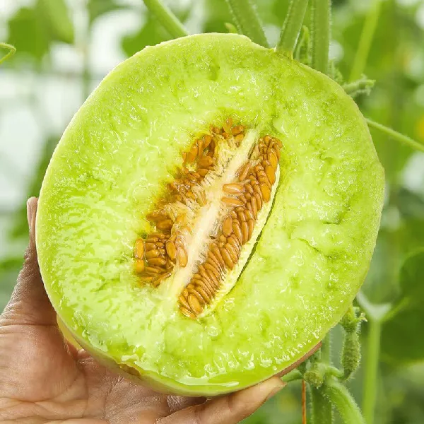 🍈「夏日限定甜蜜 plog」冰淇淋系甜瓜甜蜜暴击！