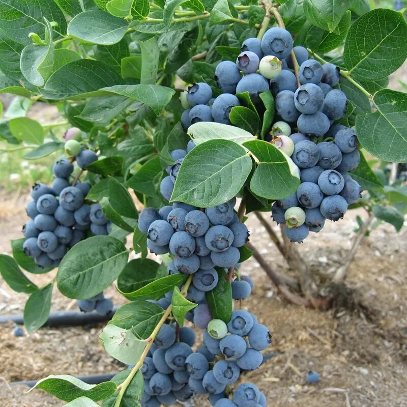 @所有水果种植爱好者，挑战全网种植学霸！