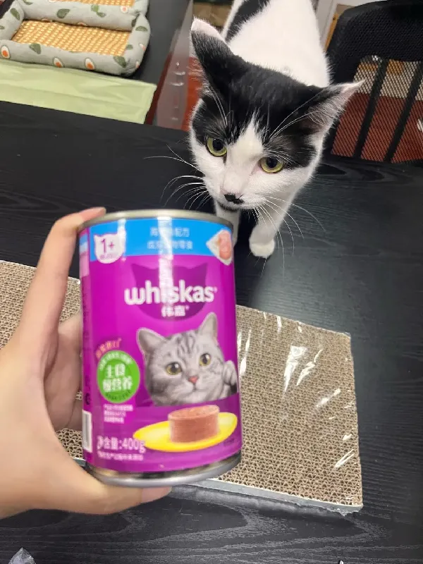 选对猫罐头真的很重要！喂养指南请收好
