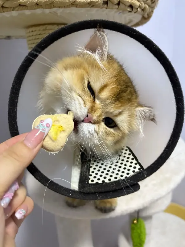 当我试图拯救泪痕!