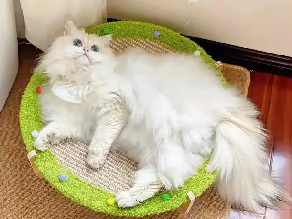 猫猫用品挑花眼?看这篇就够了!