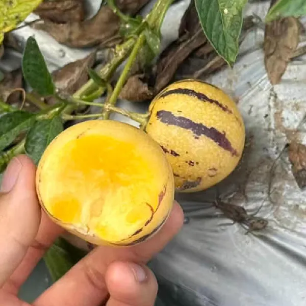 水果控必看！一口爱上的宝藏水果，不允许你没吃过