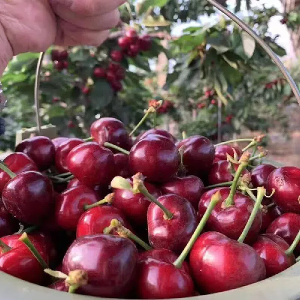 小预算尝鲜水果就选它🍒