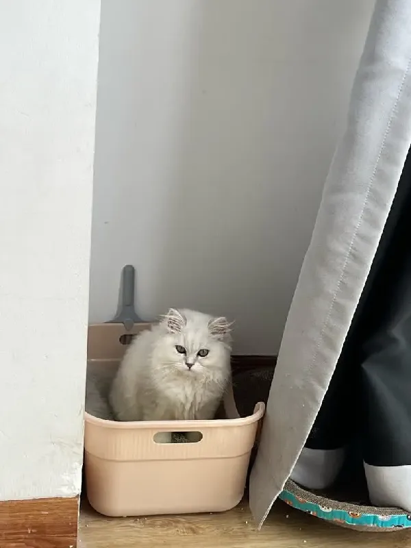 养猫好物推荐｜好命天生混合猫砂，除臭低尘不粘底