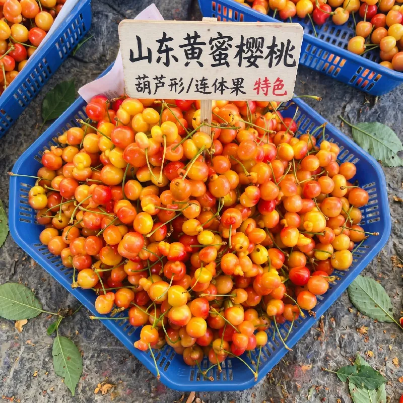 JDBMO山东黄蜜樱桃:一口脆甜,尽享当季黄金鲜