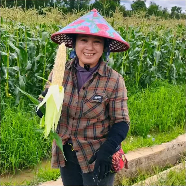 佳农宝菜浙江可生食牛奶爆浆白甜水果玉米,一口爆汁的江南甜润!