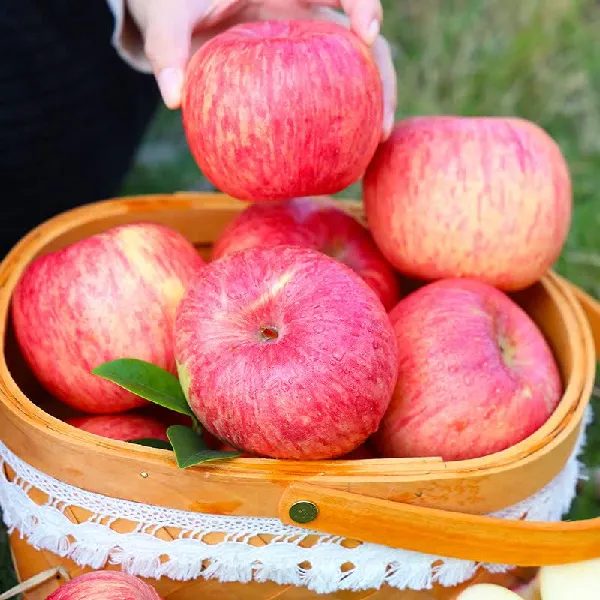 🍎🌟甜爆!找到媲美冰糖心的当季脆爽红富士