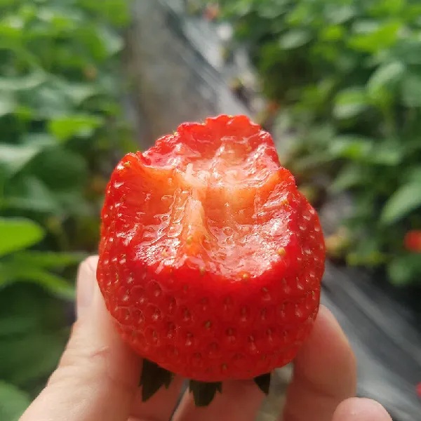 丹东99草莓|当季限定红颜奶油草莓,甜蜜礼赠的春日仪式感