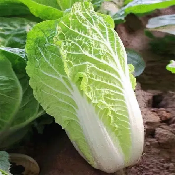 尝过这棵白菜的人都多大了🥬