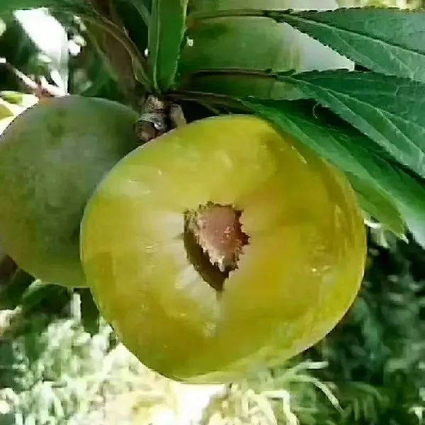 欧因脱骨李 酸甜脆爽的初夏滋味