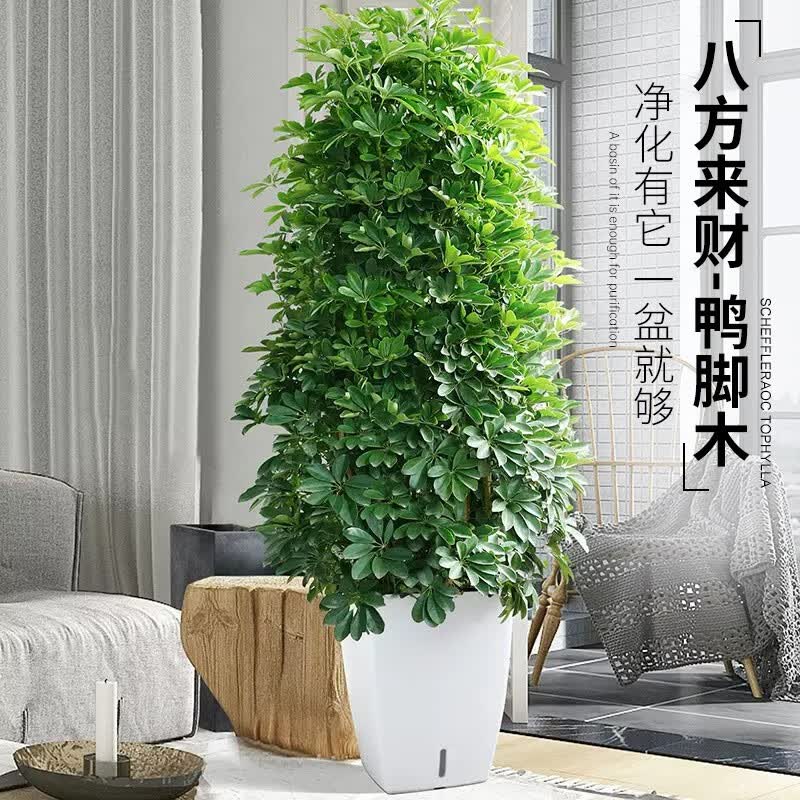 叹为观止大型植物鸭脚木办公室室内客厅大盆景植物盆栽花卉绿植苗八方来财 1.3米到1.5米高如此图展示 含盆