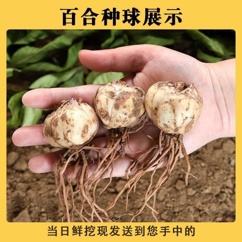 江影清【百合种子】种球带根兰州新鲜百合花种子甜百合现挖 食用百合种球2斤(约50颗不等)