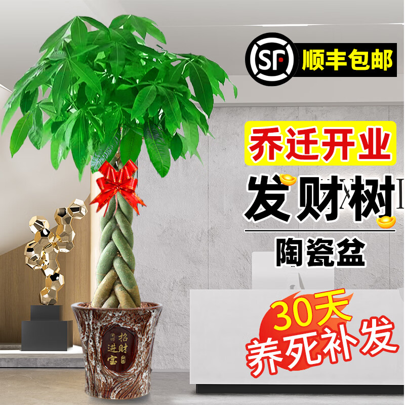 临雅乔迁开业发财树绿植客厅大盆栽门店摆放净化空气室内办公室植物 辫子发财树1.4-1.5m[招财进宝盆]