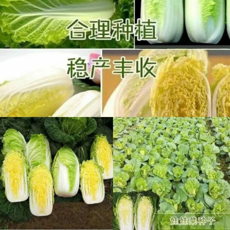 四季金娃娃菜种子 蔬菜种子 生长快 品质佳 菜籽四季黄心菜种子 黄心娃娃菜种子 粒粒精选-3包-【约1533粒】