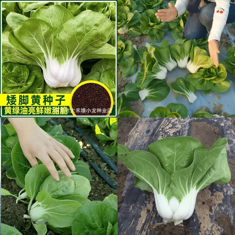 速生矮脚黄白菜种子四季阳台蔬菜种子秋冬季农家菜种子小青菜白菜 【新鲜优质】四季奶白菜种子 原包装1包约800粒