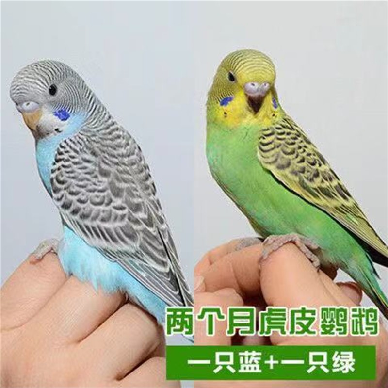灵狐之家宠物虎皮鹦鹉活体玄风鹦鹉宠物鸟观赏鸟活体幼鸟手玩学舌鸟手养鸟 蓝色+绿色各一只情侣配