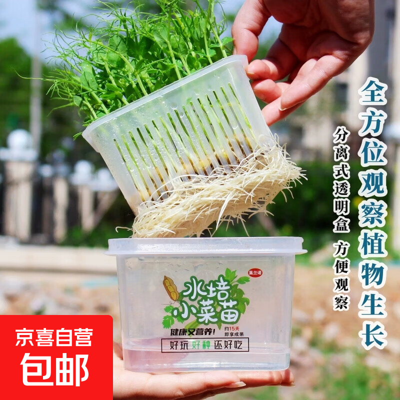 水培豌豆苗绿豆芽苗菜儿童种植小盆栽学生无土栽培植物观察套装 豌豆【水培种植观察套装】
