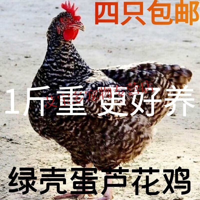 一斤脱温芦花鸡小鸡活苗散养大种白芦花鸡活体青年幼苗高产下蛋鸡 1斤芦花鸡 4只装(2公2母)