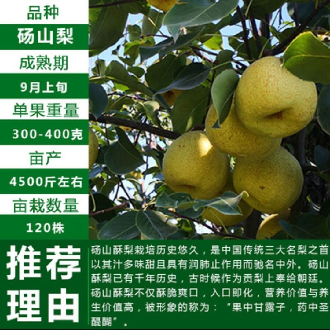 [砀山梨树苗]梨树冰糖雪梨红梨当年结果苗盆栽地栽耐寒南北方种植 8年梨树当年结果丰产