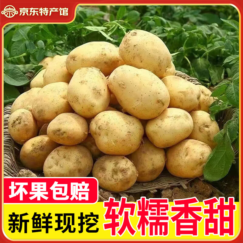 播州鲜贵州新鲜土豆高山马铃薯土豆黄皮黄心土豆5斤农家自种蔬菜 新鲜黄皮土豆9斤 (带箱)