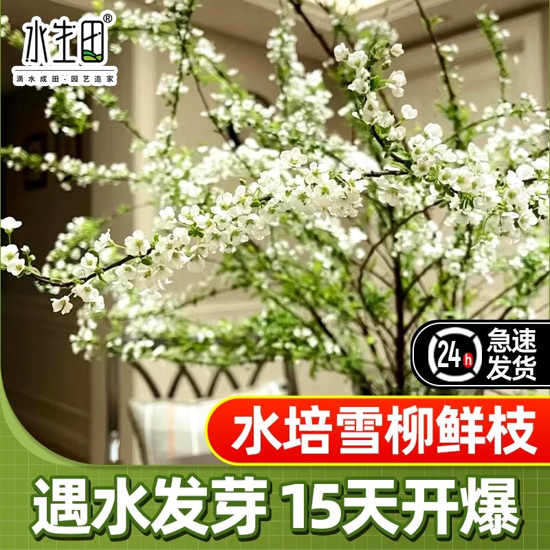 梦茜儿干枝雪柳鲜枝水养吊钟水培植物绿植龙柳大型盆栽枯木逢春干支重的 当季新枝66c'm*6支 营养液