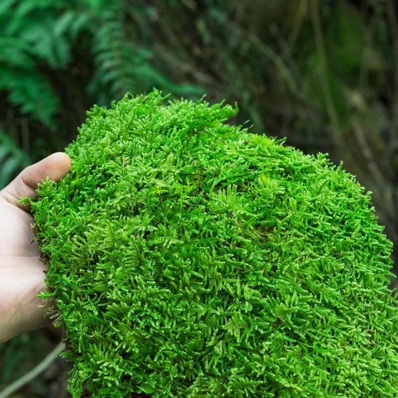 2025新款青苔藓鲜活苔藓微景观植物盆景盆栽水陆缸假山草造景材的 大灰藓(15*8)c'm_3盒