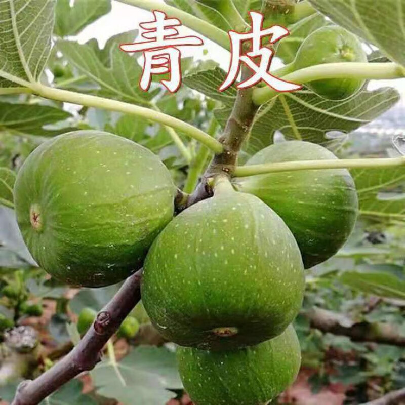 威海青皮无花果树苗特大果超甜红心无花果苗矮化盆栽南方北方种植 8年苗(一家吃不完)