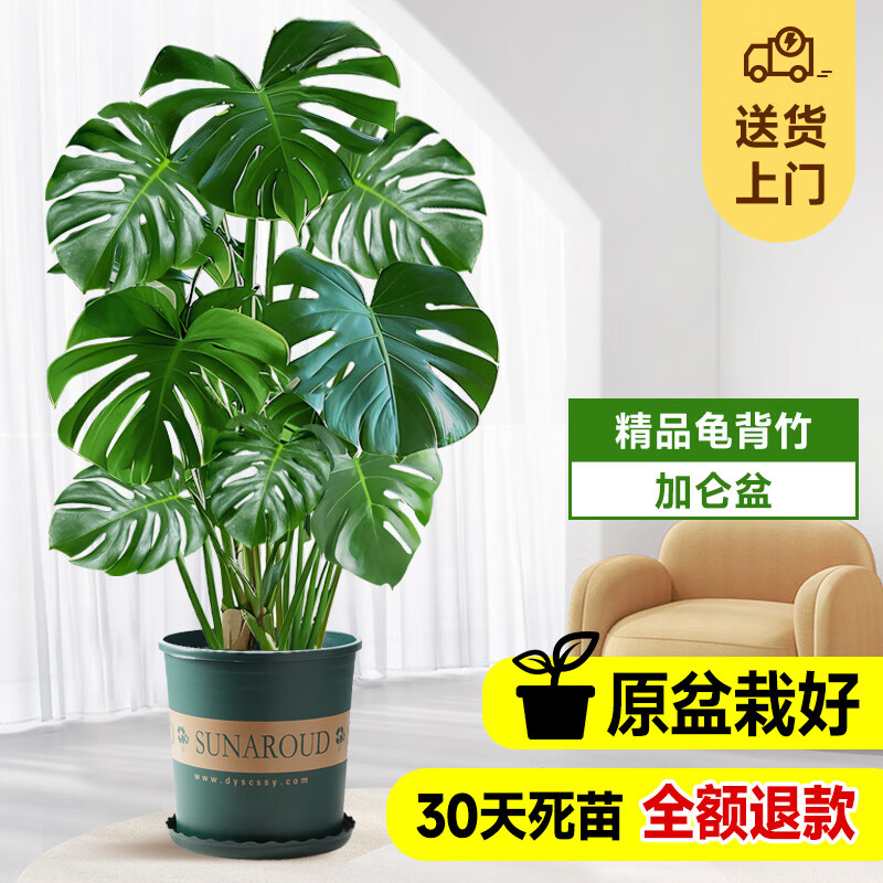 德沃多龟背竹客厅大盆栽50-60cm加仑盆大型绿植室内净化空气源头直发