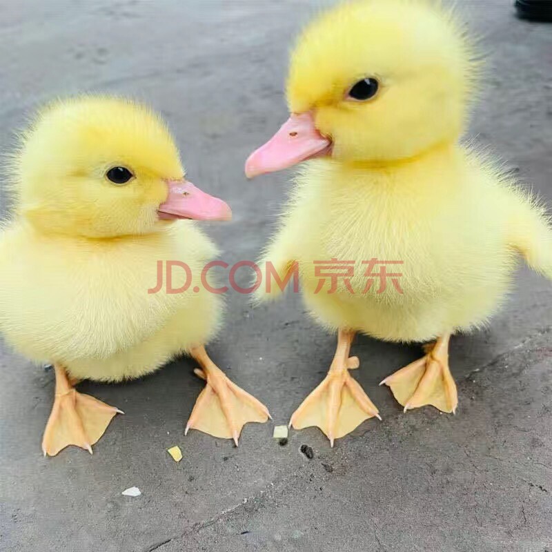 宠以沫 宠物鸭活物小鸭子宠物小黄鸭活体儿童宠物活的 小黄鸭一对