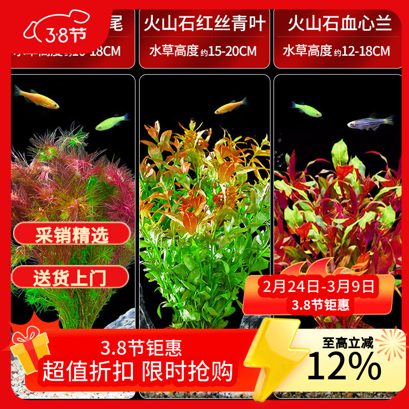 疯狂水草水草植物直接入鱼缸装饰火山石红松尾红丝青叶血心兰源头直发包邮