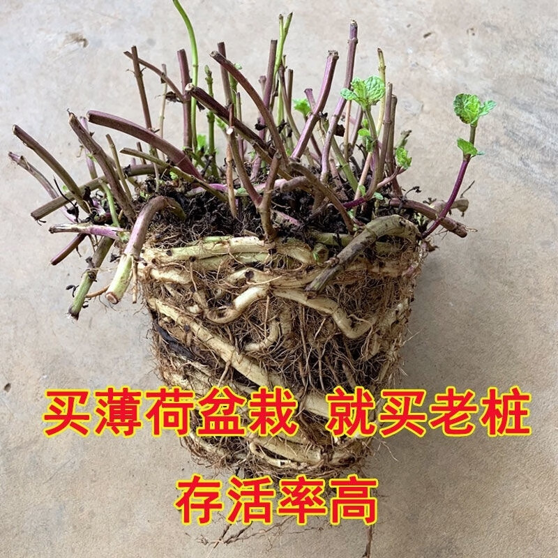 薄荷盆栽老桩可食用绿植庭院植物带盆栽好阳台留兰香薄荷老根 老桩1盆-没有叶子【原土发货】