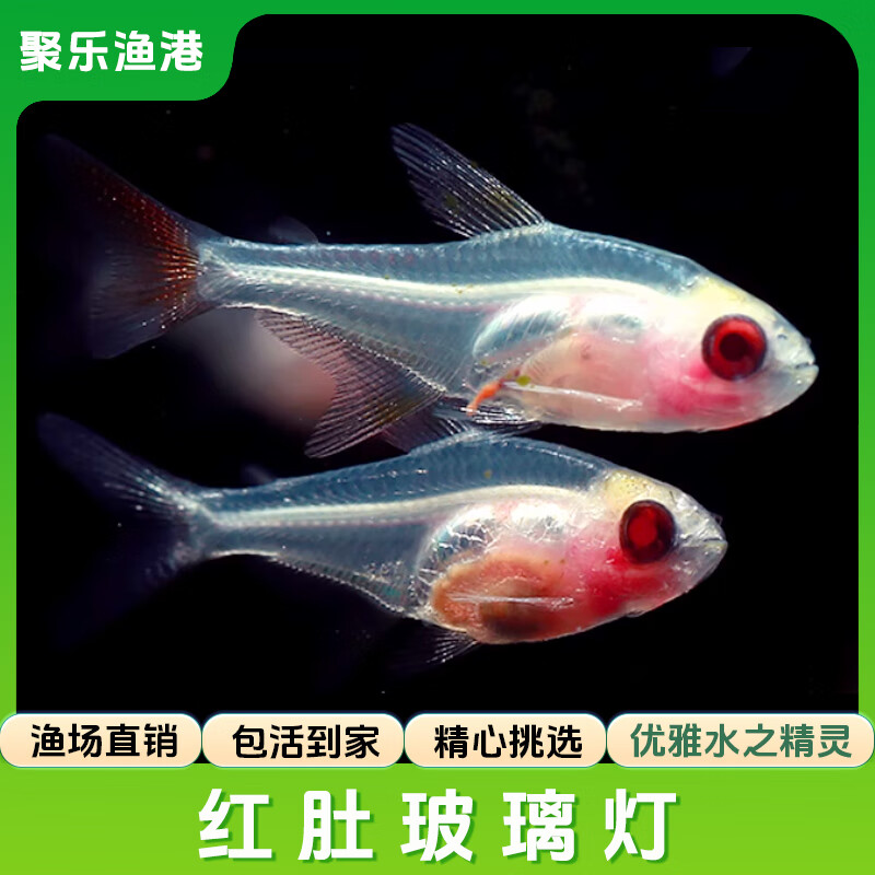 活体宠物灯科鱼合集宝莲灯红绿灯斑马活体观赏鱼热带鱼活体 小型 红肚玻璃灯（1.5-2CM）10条